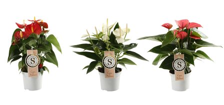 Anthurium Mix White, Red and Pink Champion ()