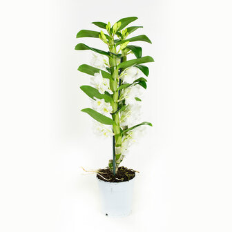 Dendrobium Nobile Apollon 2T (DNAP02B0HW)