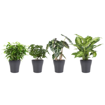 Combibox hippe kamerplanten in Anna Grey- keramiek (&quot;Ficus Green Kinky, Coffea Arabica, Alocasia Polly, Dieffenbachia Compacta)