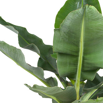 Bananenplant in Elho&reg; Greenville pot (DPmusa21)