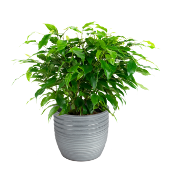 Combibox kamerplanten met Bergamo keramiek sierpot in trendy kleuren (Ficus Green Kinky, Coffea Arabica, Alocasia Polly, Ficus benjamina)