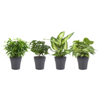 Combibox hippe kamerplanten in Anne Grey keramiek (Dieffenbachia Camilla, Coffea Arabica, Syngonium Podophyllum, Ficus benjamina)