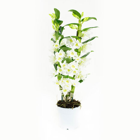 Dendrobium Nobile Apollon 2T (DNAP02B0HW)