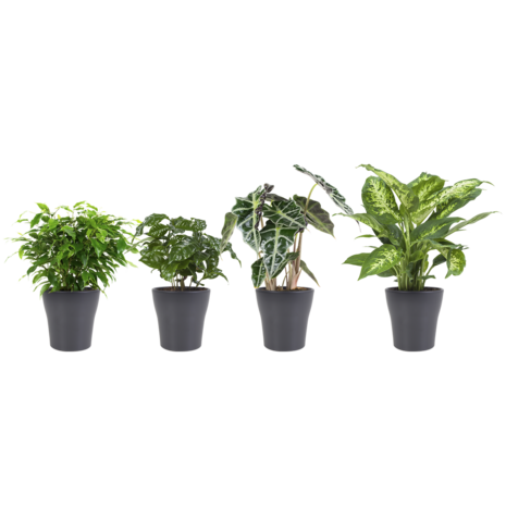 Combibox hippe kamerplanten in Anna Grey- keramiek ("Ficus Green Kinky, Coffea Arabica, Alocasia Polly, Dieffenbachia Compacta)