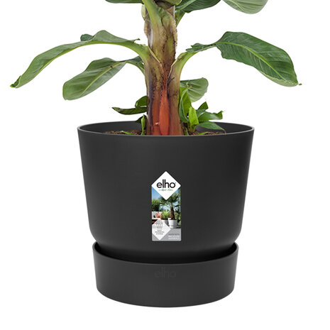 Bananenplant in Elho® Greenville pot (DPmusa21)
