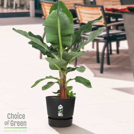Bananenplant in Elho® Greenville pot (DPmusa21)