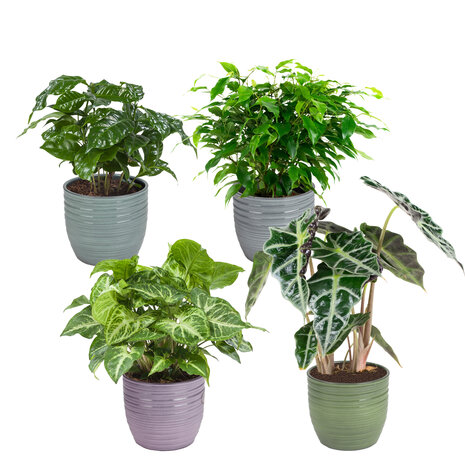 Combibox kamerplanten met Bergamo keramiek sierpot in trendy kleuren (Ficus Green Kinky, Coffea Arabica, Alocasia Polly, Syngonium Arrow)