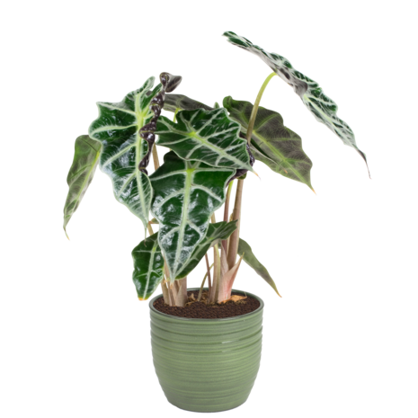 Combibox kamerplanten met Bergamo keramiek sierpot in trendy kleuren (Ficus Green Kinky, Coffea Arabica, Alocasia Polly, Syngonium Arrow)