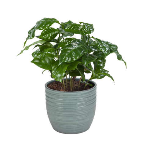 Combibox kamerplanten met Bergamo keramiek sierpot in trendy kleuren (Ficus Green Kinky, Coffea Arabica, Alocasia Polly, Ficus benjamina)