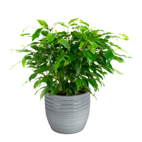 Combibox met hippe kamerplanten in trendy keramiek (Ficus Green Kinky, Coffea Arabica, Alocasia Polly, Dieffenbachia Camilla)